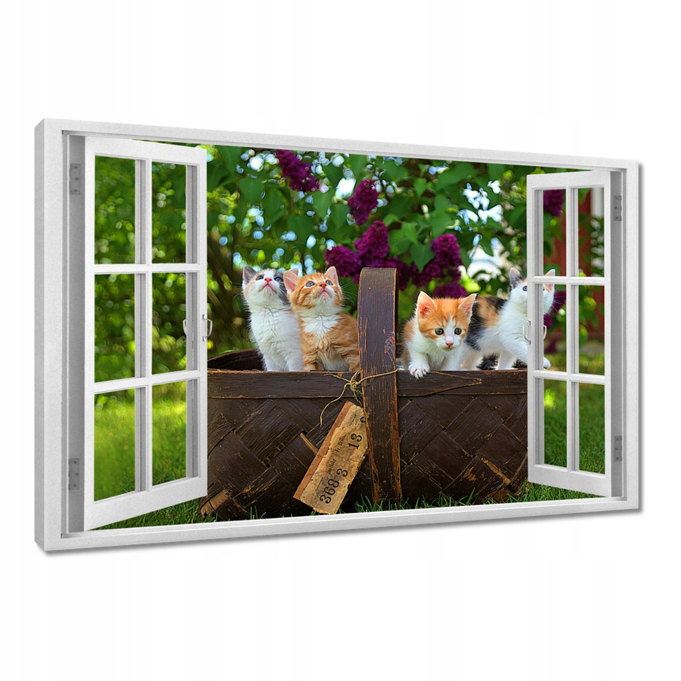 

Obrazy 120x80 Kotek Kotki Koty Kicia