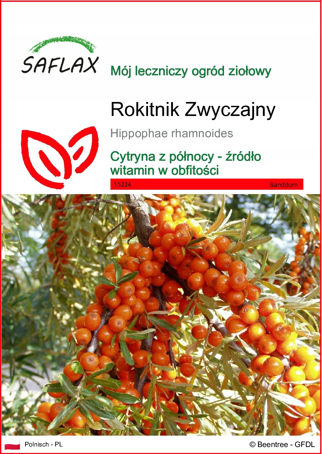 SAFLAX - Rokitnik - 40 Nasiona - Hippophae