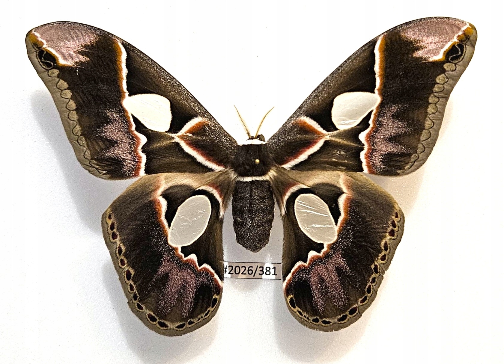 Motyl Rothschildia lebeau inca samica 130mm . DOBRA JAKOŚĆ !!