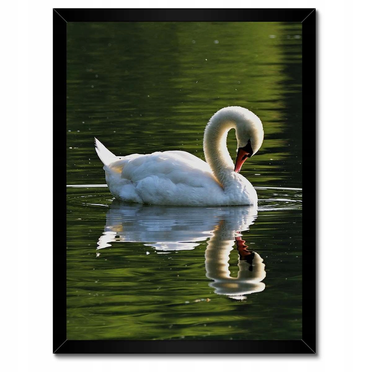 Plakáty v rámu 30x40 Labuť