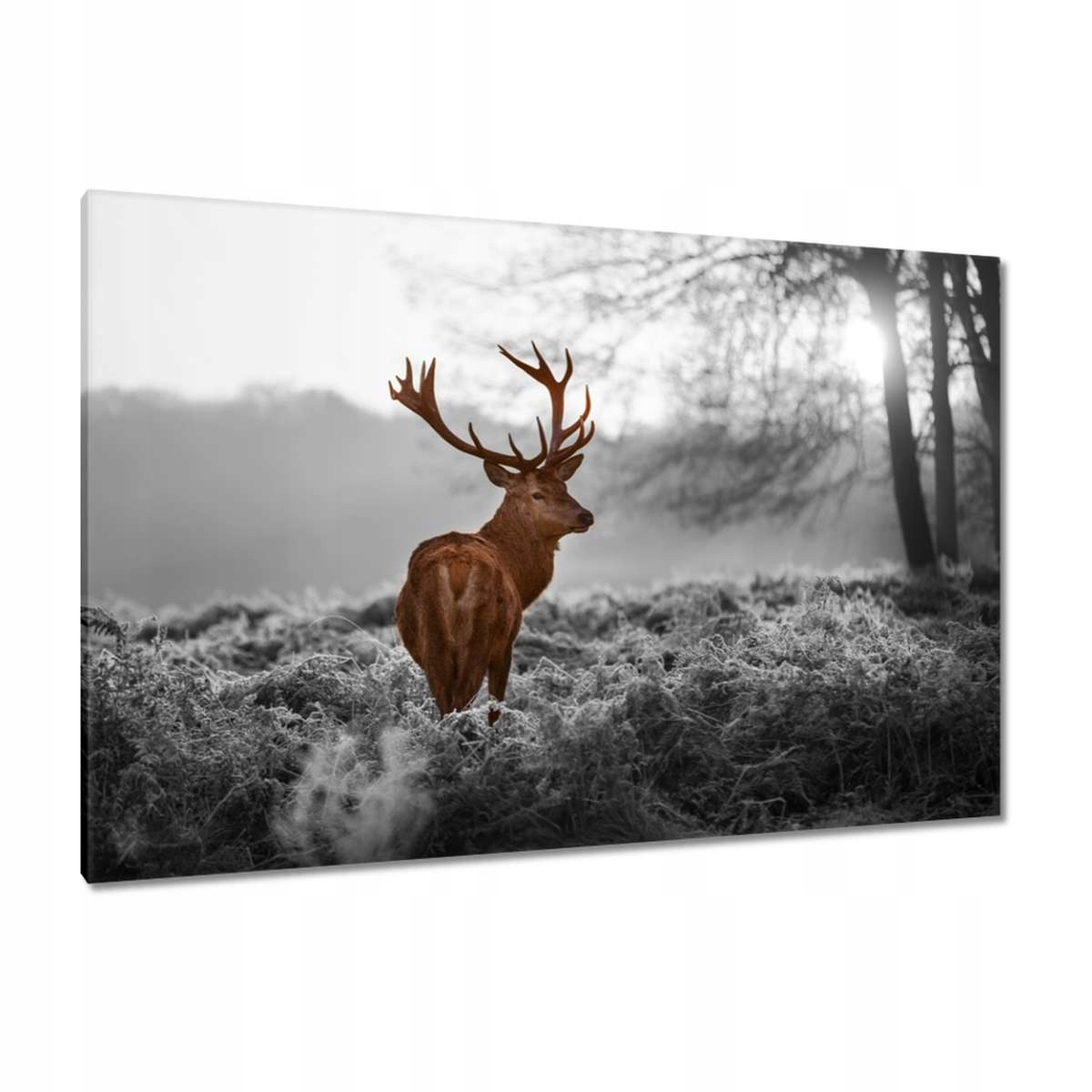 Obrazy 120x80 Vznešený jelen s rohy