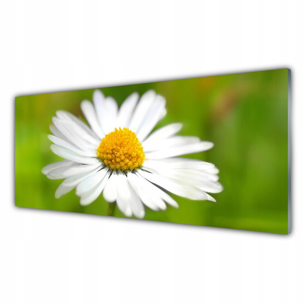 

Obraz na prezent 125x50 Stokrotka Roślina Natura