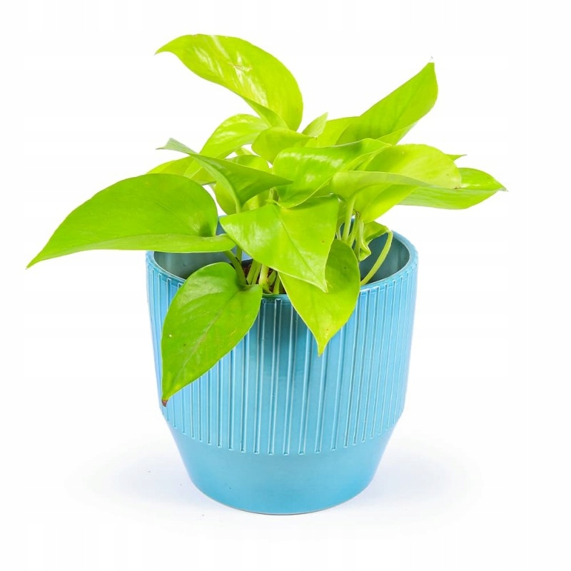 Osłonka Frezowana Lazur