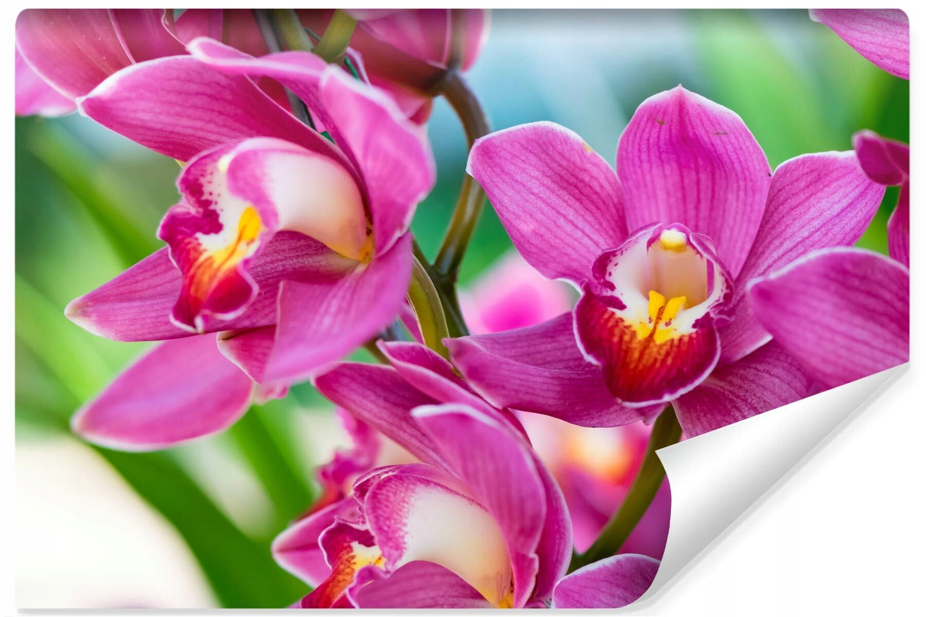 Fototapeta Růžové Orchideje Květiny 3D vzor 90x60