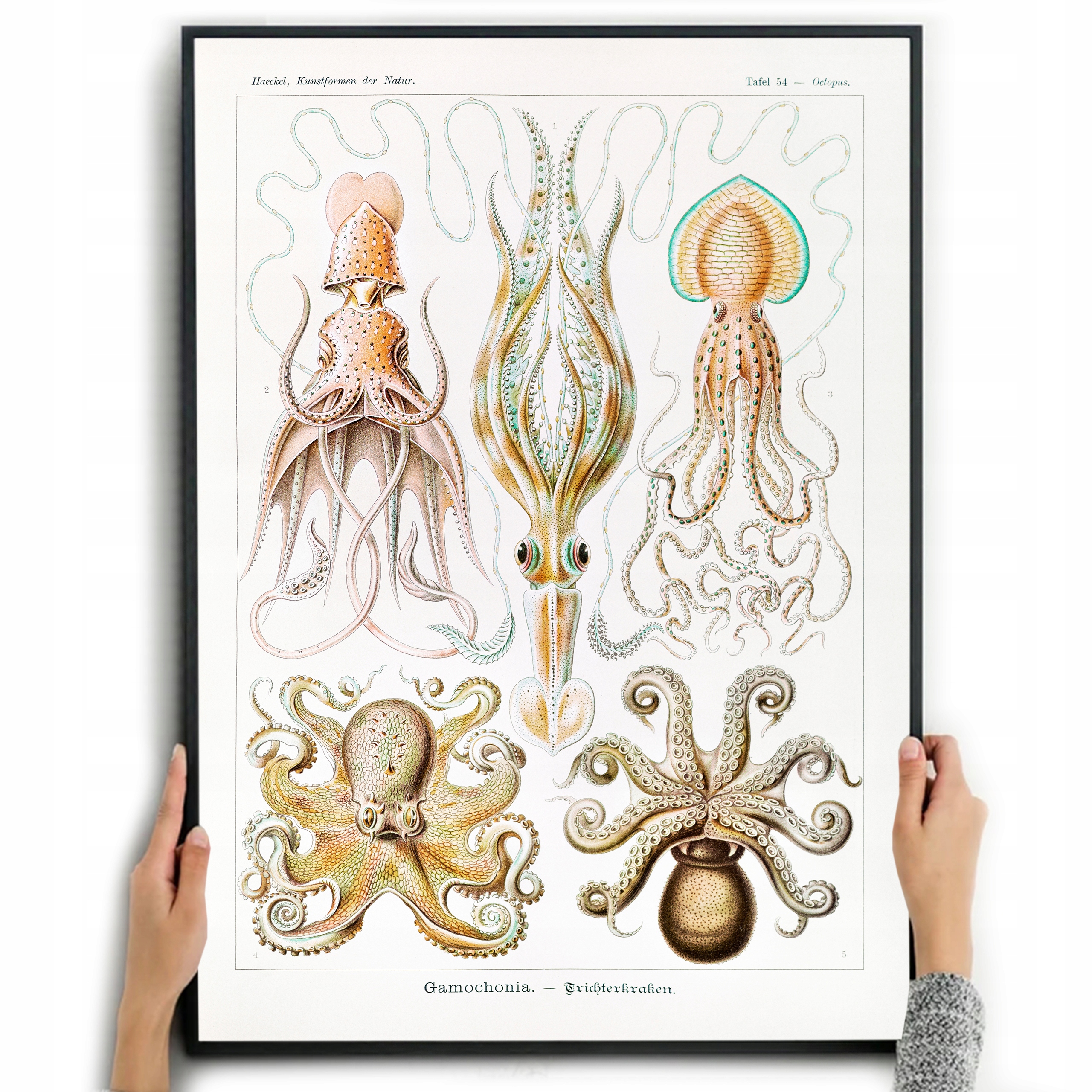 

Plakat Obraz Ośmiornice Ernst Haeckel A3