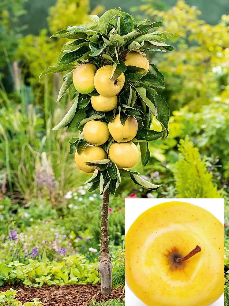 Jabłoń kolumnowa Żółta