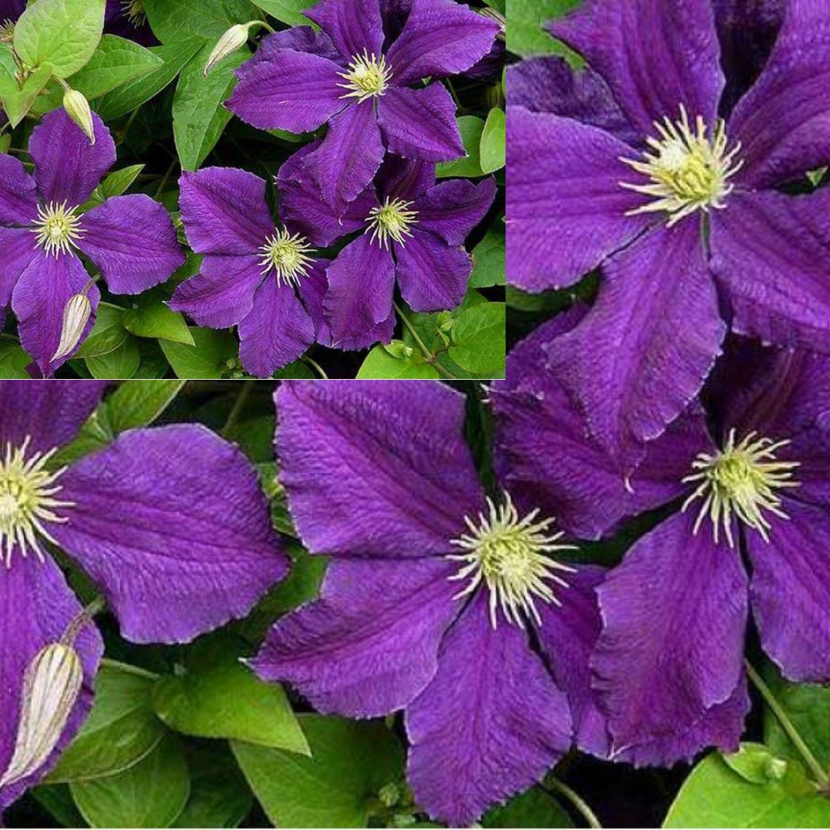 Clematis 'Polish Spirit' – Intensywnie Fioletowy Powojnik!