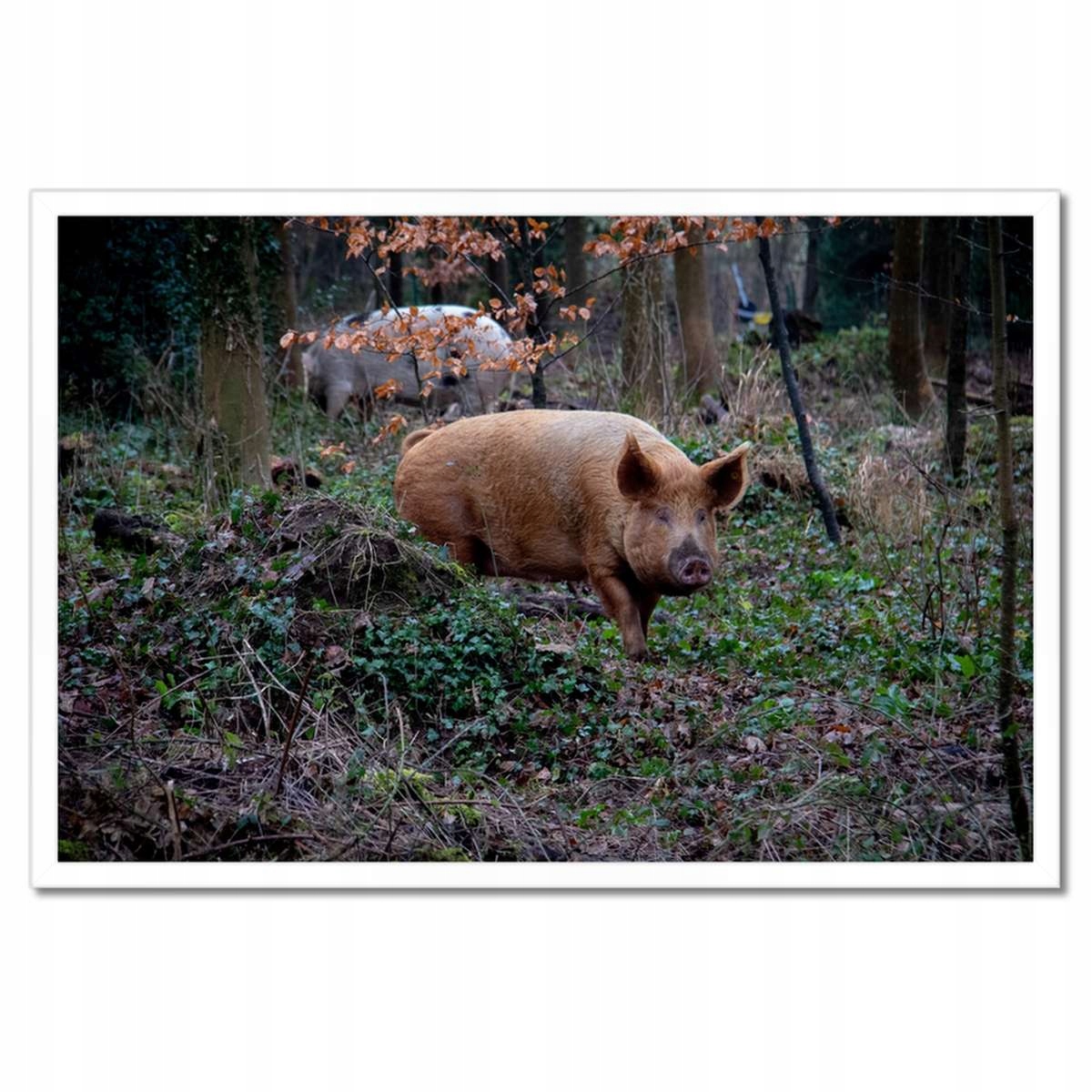 Plakáty v rámu 60x40 Zvířata Zvířátka