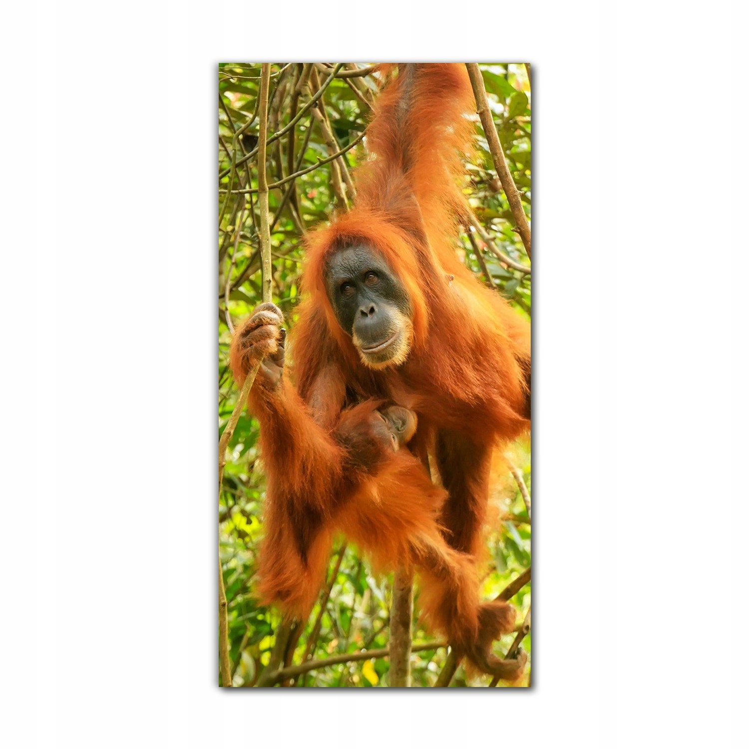 

Obraz na szkle do sypialni 60x120 Małpy zwierzęta