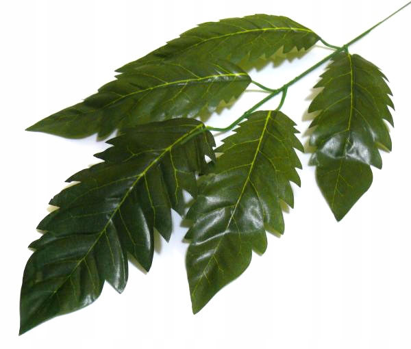 

Liść Melia Gałązka Dk.green Liście