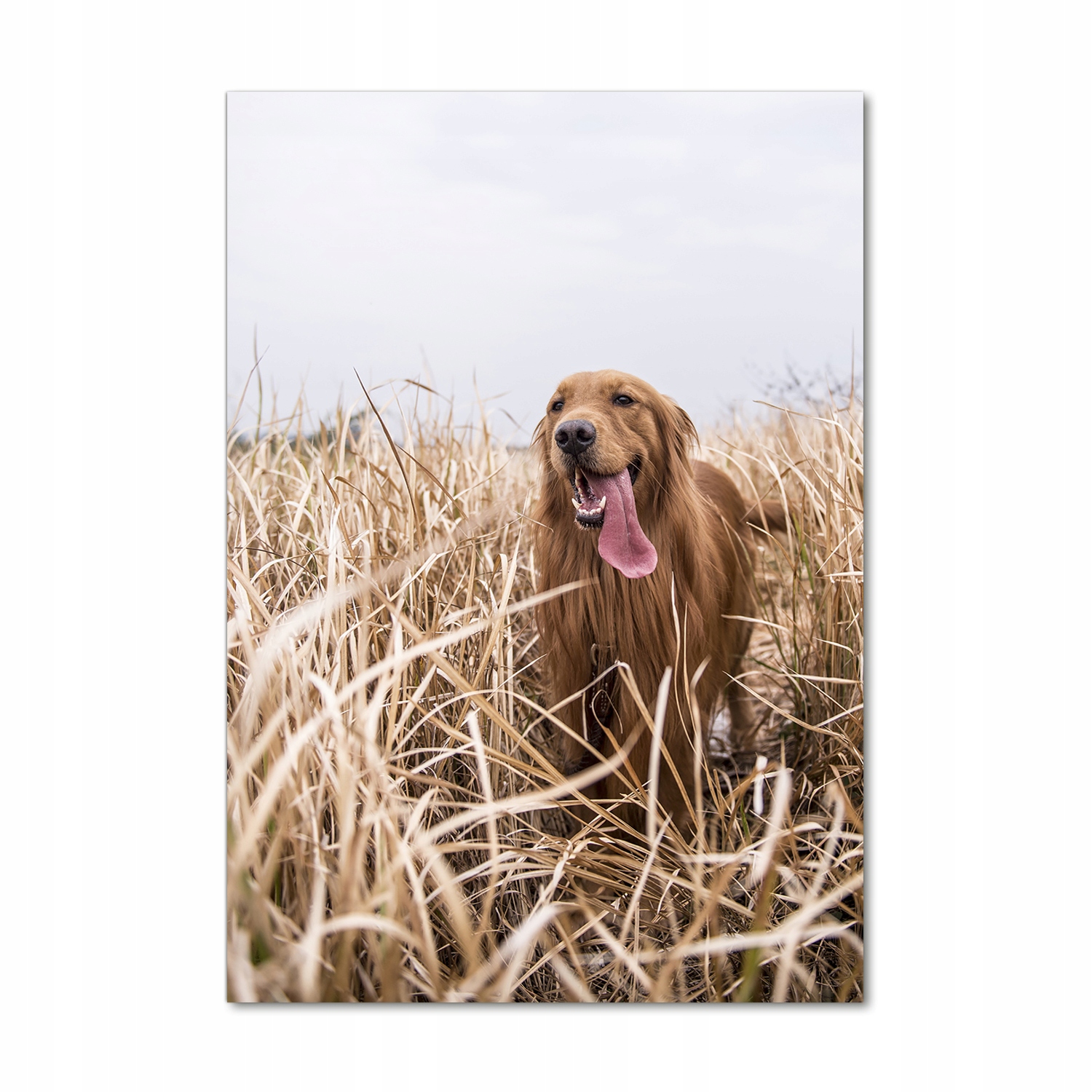

Foto obraz szkło akrylowe Golden retriever 70x100