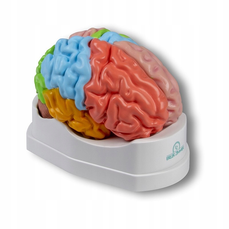 Model anatomiczny model mózgu naturalnej wielkości Erler Zimmer