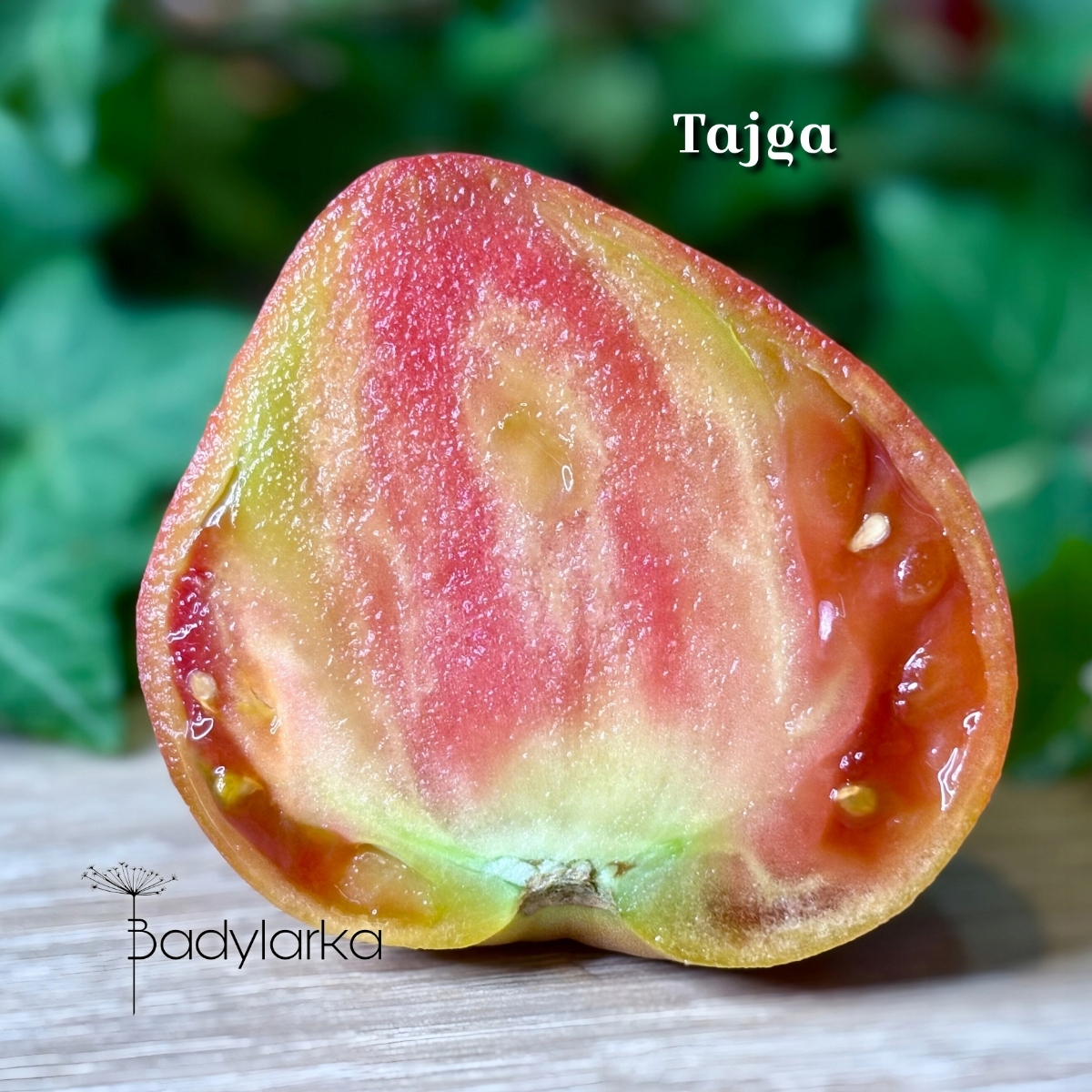 Pomidor odmiana Tajga