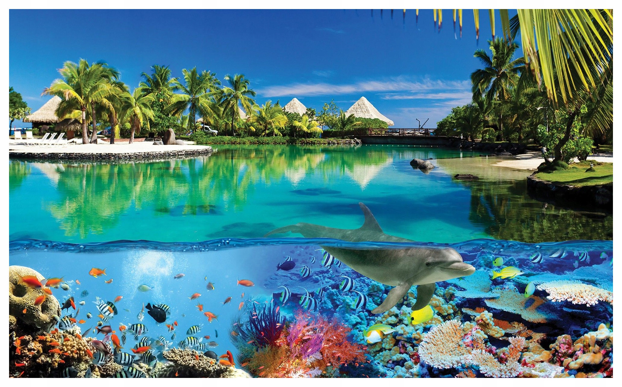 Fototapeta Delfíni útes tropy vinylová 254x184 lepidlo