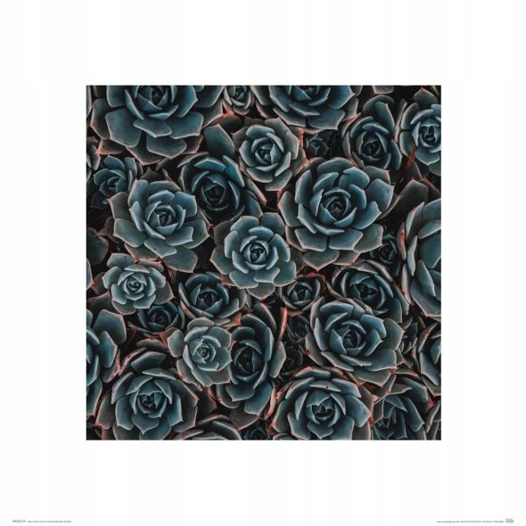 

Sukulenty - reprodukcja 60x80 cm