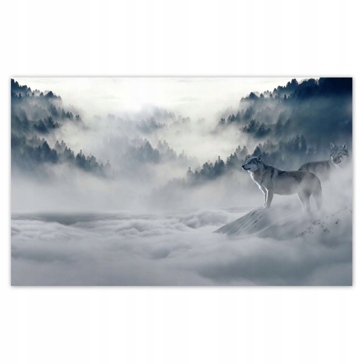 Fototapety 520x318 Wilki w naturze