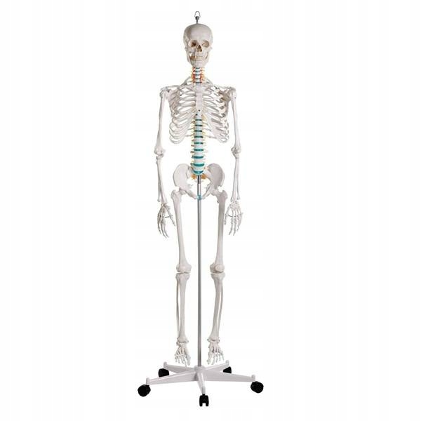 Model szkieletu człowieka Erler Zimmer Oscar wysokość 178 cm
