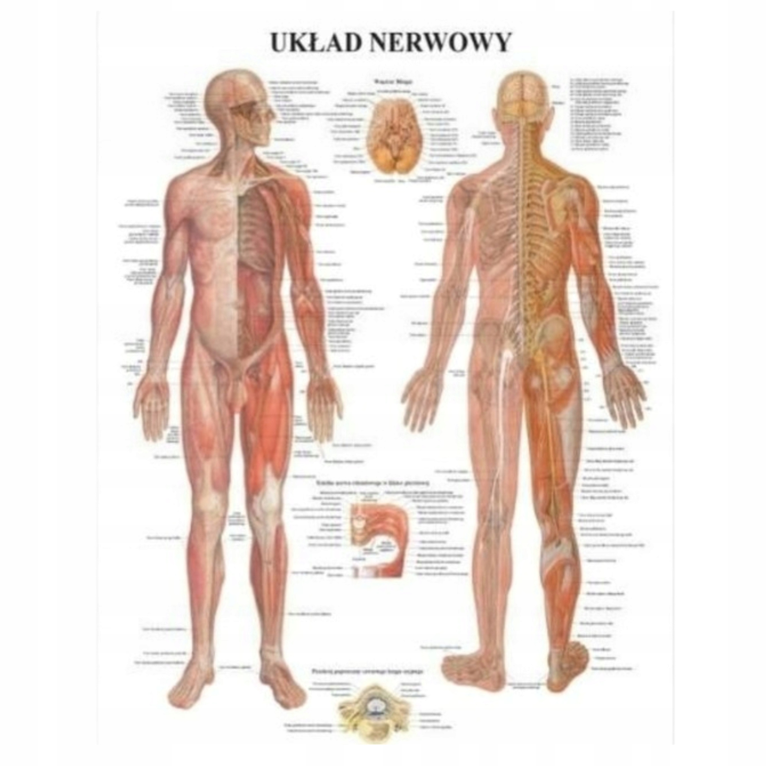 Tablica Anatomiczna Układ Nerwowy Profesjonalna 85X60CM