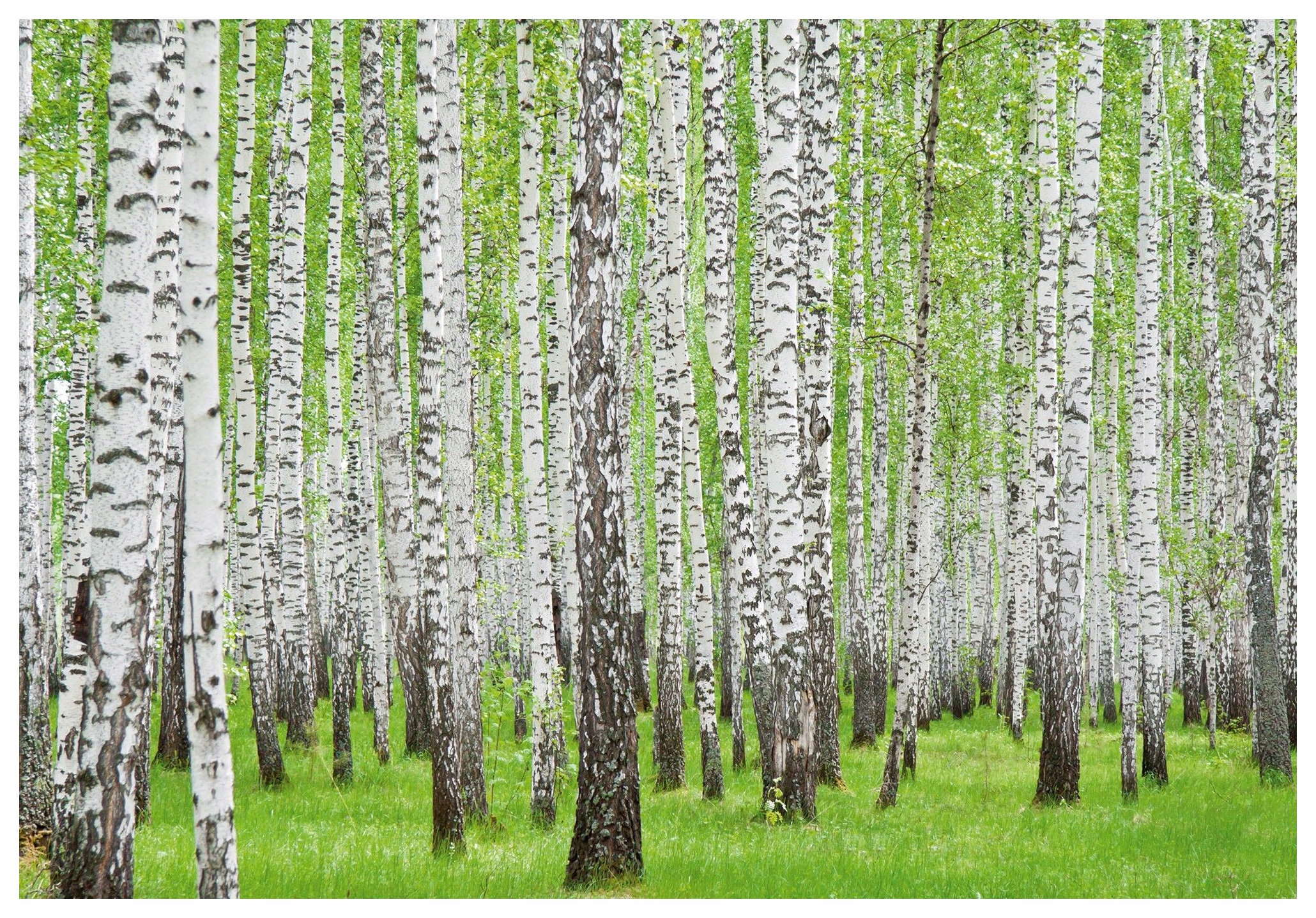 Fototapeta Břízový háj a les se zelení do stylového interiéru 368x254 lepidlo