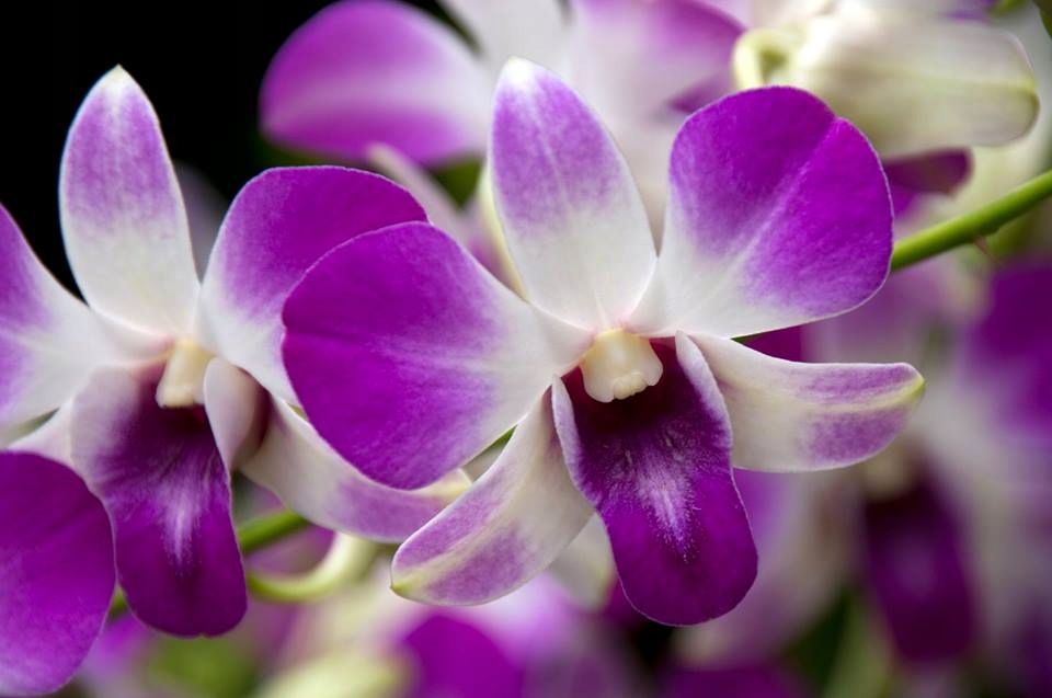 COMPO NAWÓZ KĄPIEL SPA DO STORCZYKÓW ORCHIDEI Forma granulat