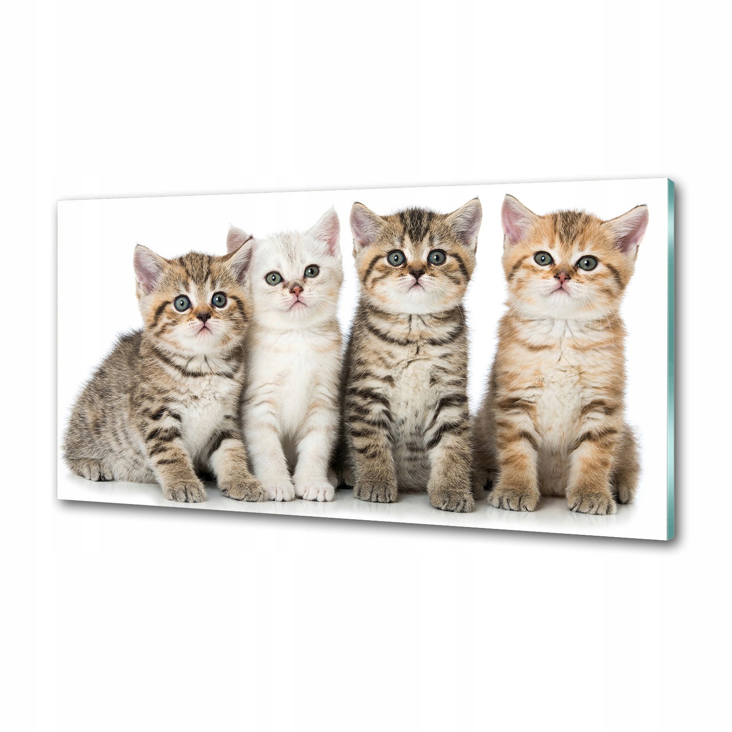 Panel mezi nábytkem v kuchyni Malé kočky 120x60 Lepidlo