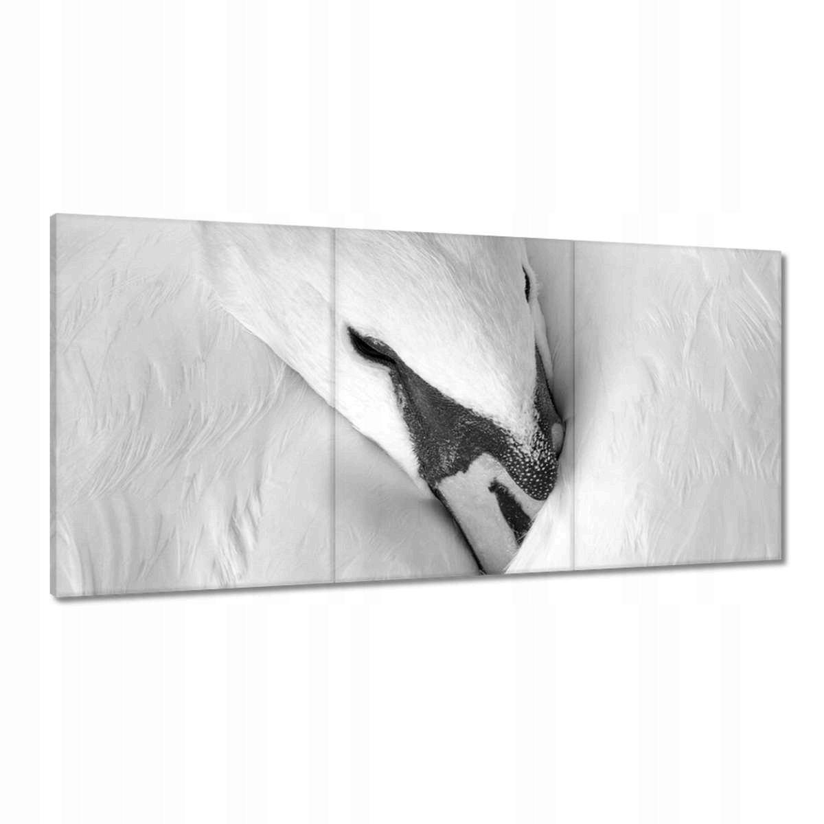 Obrazy 180x90 Hlava labute B&w Photo