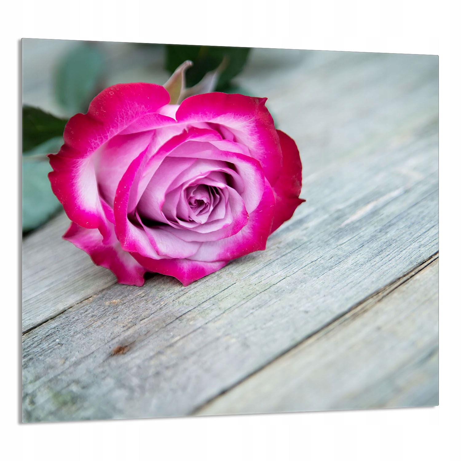 Skleněný Panel Do Kuchyně 65x60 Růže Tvrzené Sklo