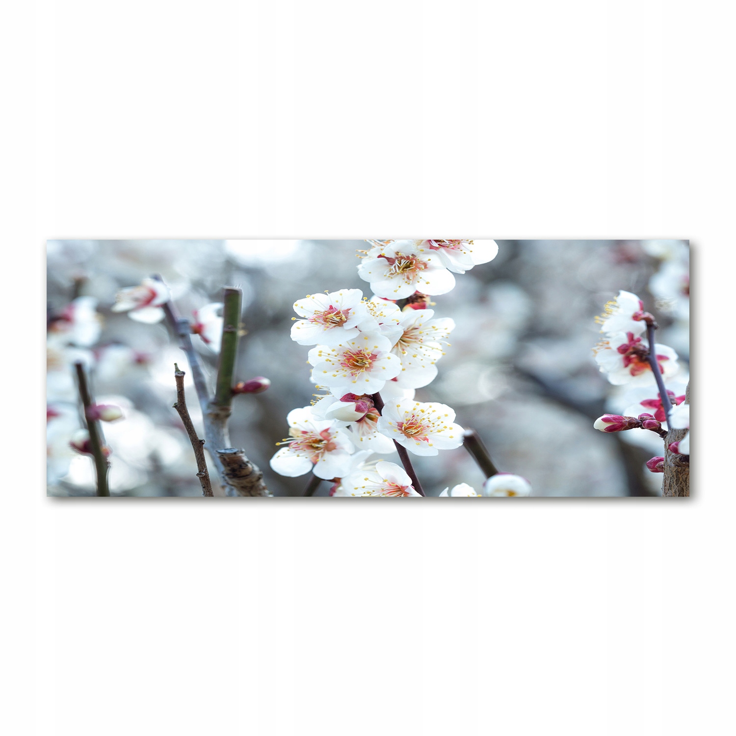 

Foto obraz akryl zdjęcie Kwiaty wiśni 125x50 cm