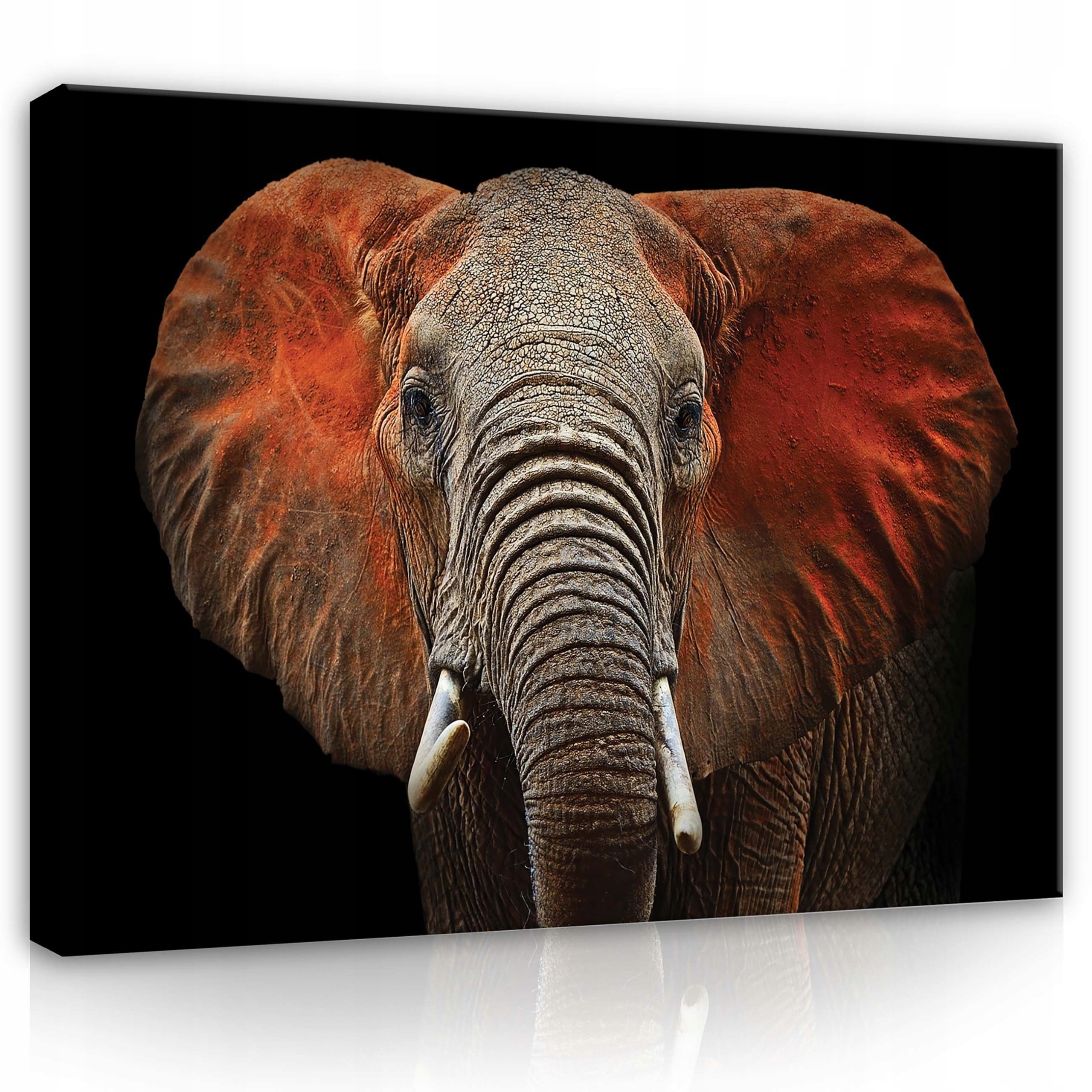 Obraz 100x75 Slon africký portrét divoká příroda majestátnost moudrost