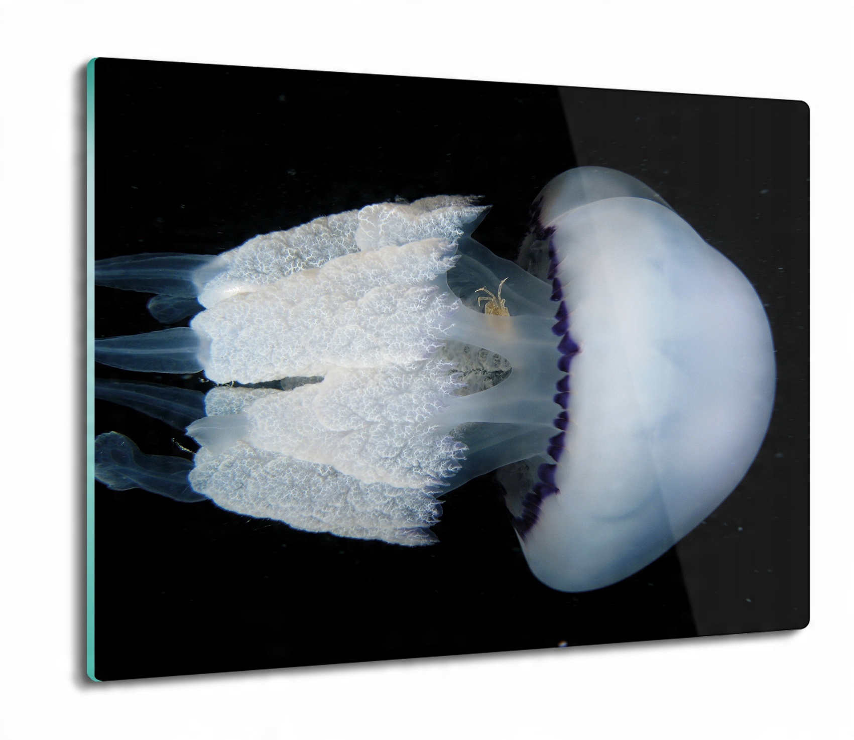 

Meduza morze ocean 60x52 deska prostokątna szklana