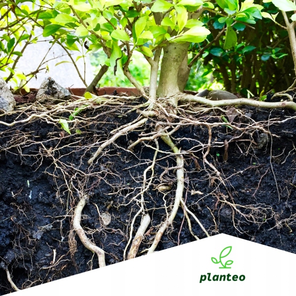 PLANTEO NAWÓZ ORGANICZNY MAGNOLIE PŁYN 1L Forma płyn