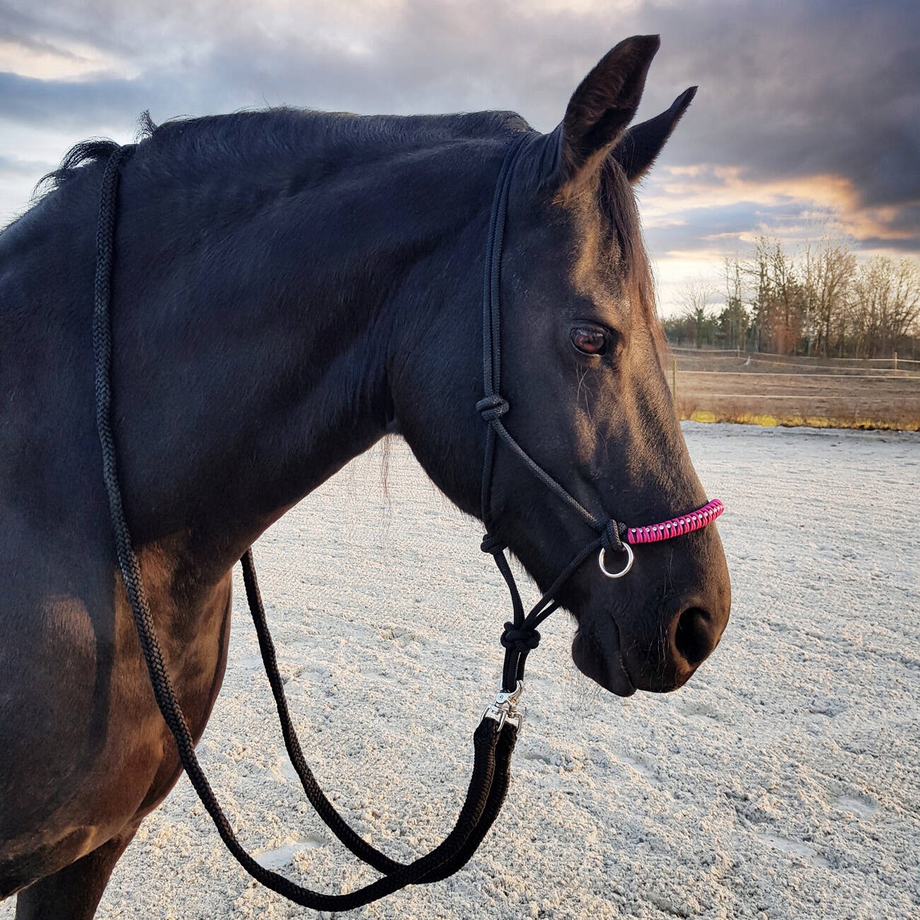 Kantar York sznurkowy Zirco czarno-różowy FULL Kod producenta 03440203