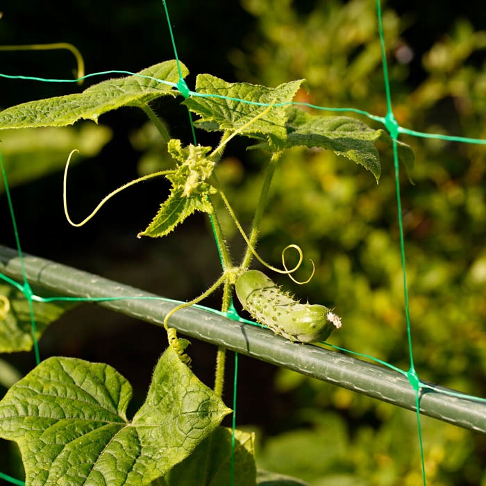SIATKA PODPORA ROŚLINY PNĄCE OGÓRKI GROSZEK KWIATY PNĄCE FASOLA 2x20m EAN (GTIN) 5907544412267