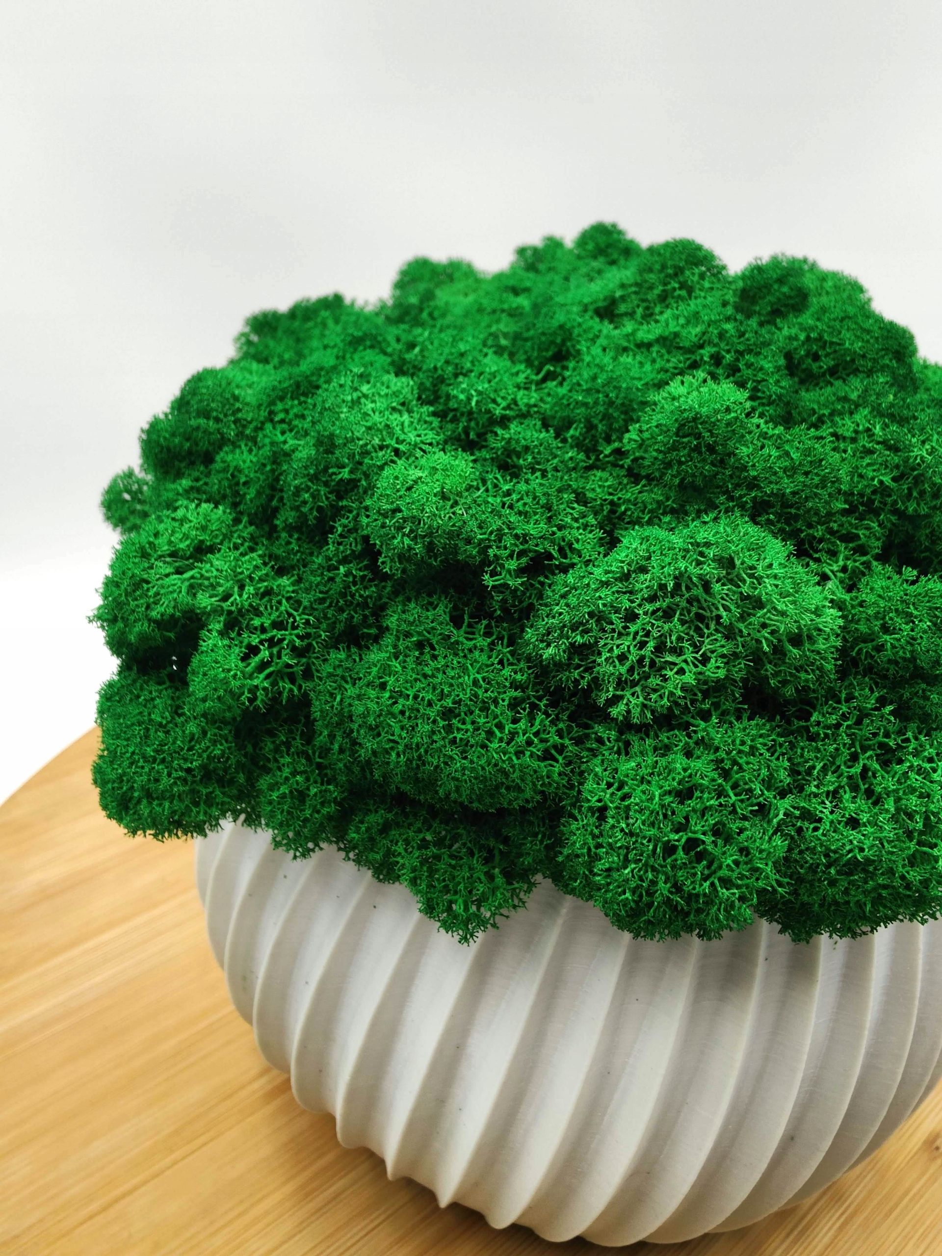 Doniczka z mchem chrobotkiem 23cm MECH CHROBOTEK w doniczce szara druk 3d Forma w doniczce, pojemniku