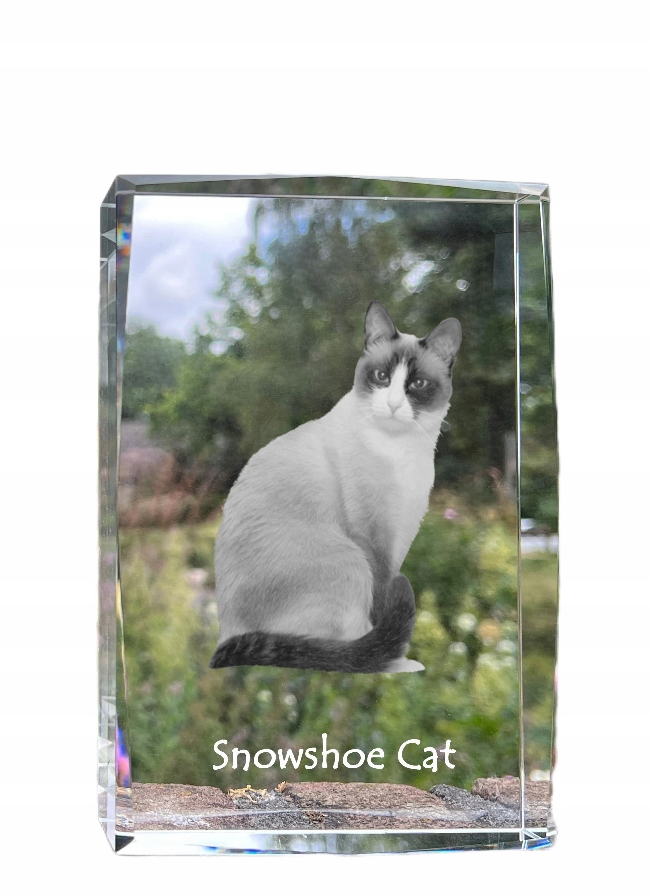 Mačka Snowshoe fotografia v kryštáli, suvenír, trofej, poďakovanie
