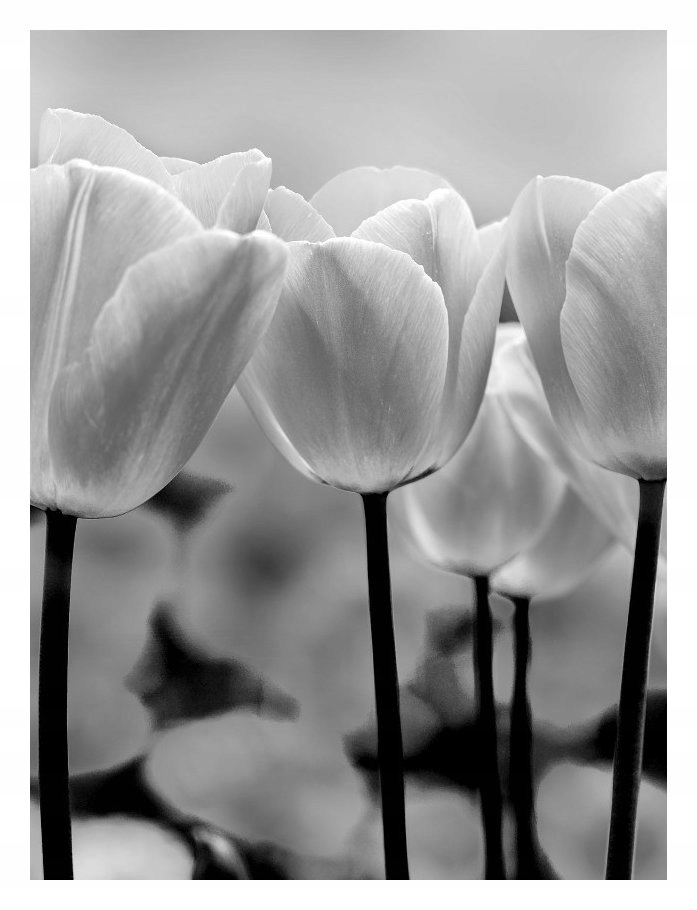 Fototapeta Černé bílé Tulipány Elegance Monochromatická vinylová 184x254 lepidlo
