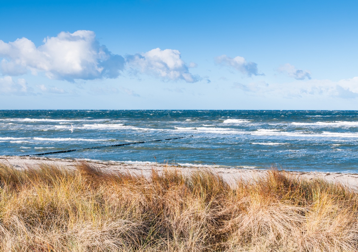 

Fototapeta Flizelinowa Wydmy Trawa - 312x219