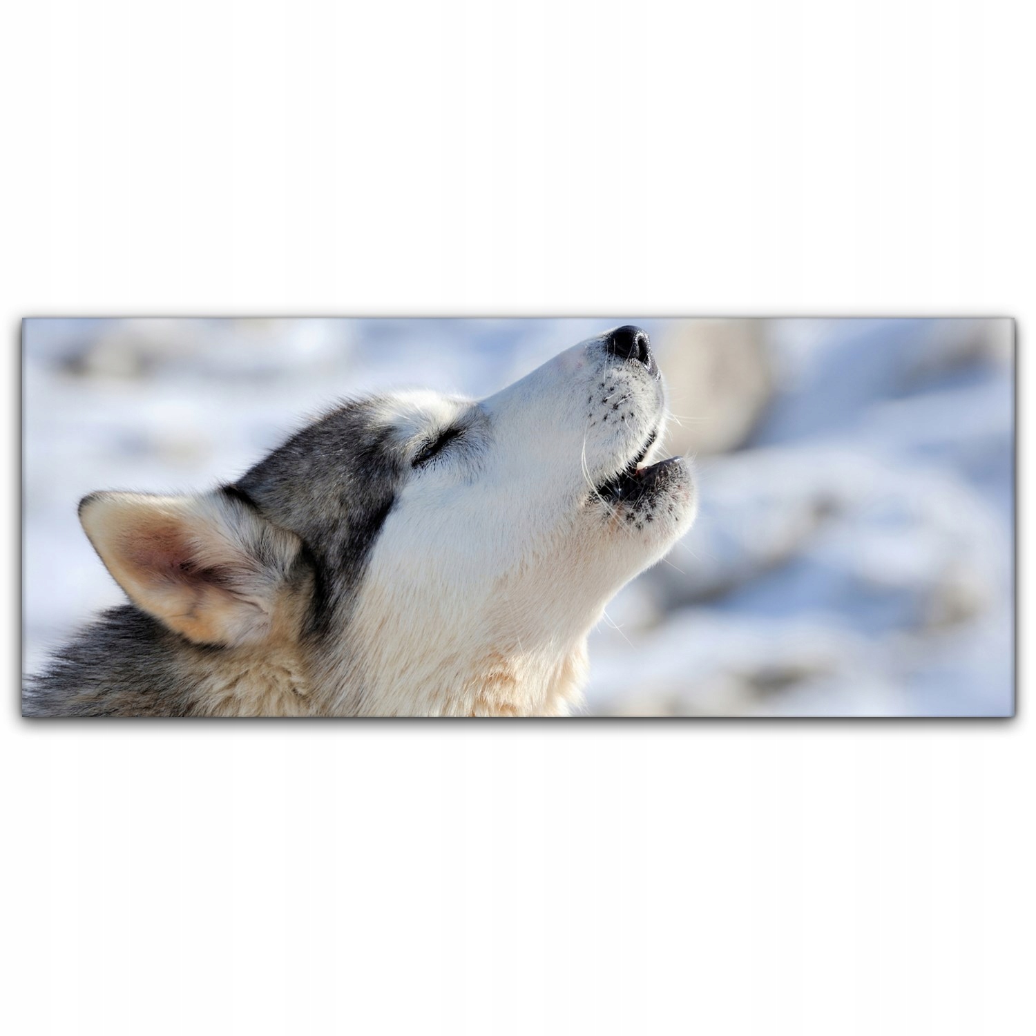 

Fotoobraz na płótnie 125x50 Pies Husky Syberyjski