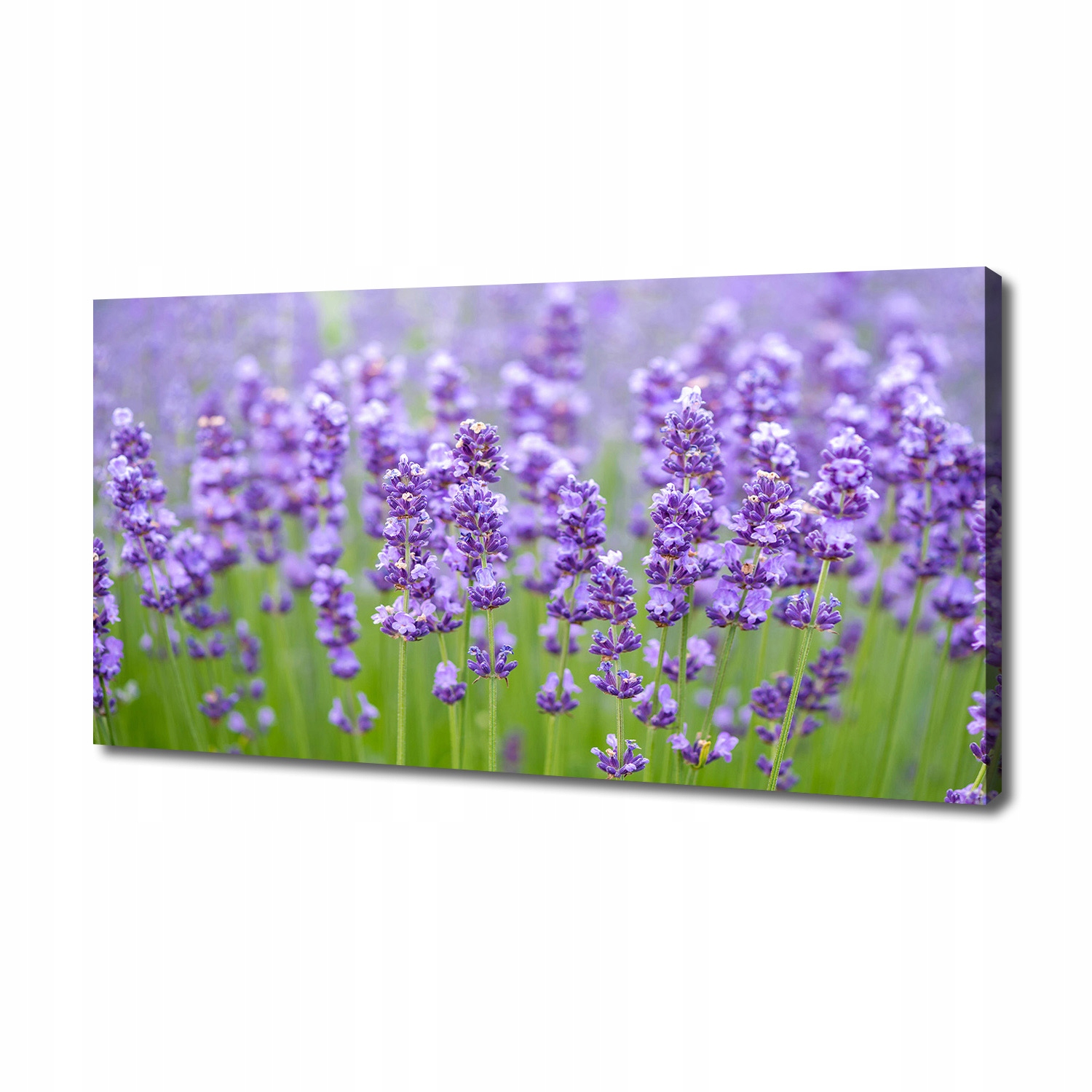 

Foto obraz canvas na ścianę Lawenda 140x70 cm