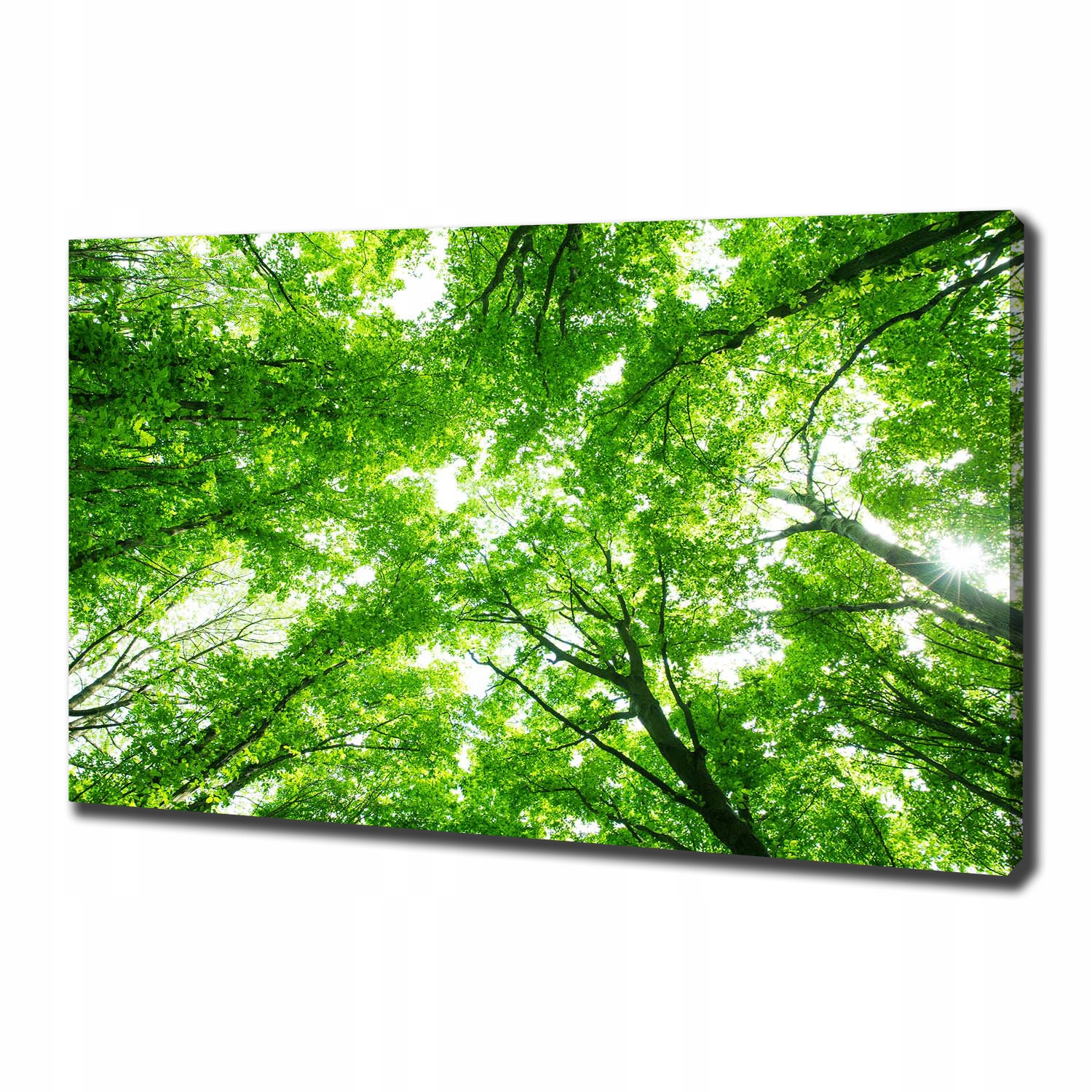 

Foto obraz canvas na ścianę Zielony las 100x70 cm