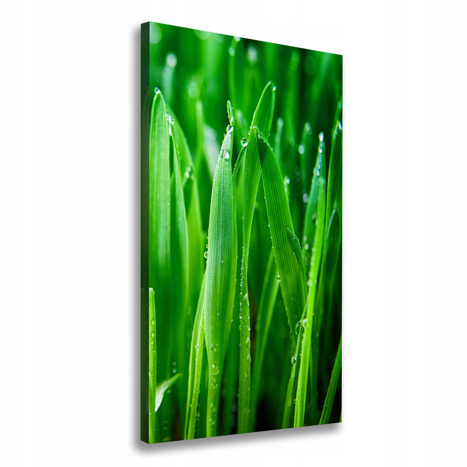 

Foto obraz canvas do salonu Źdźbła trawy 70x140