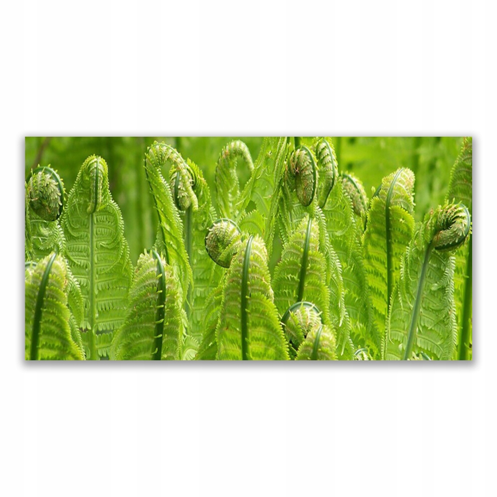 

Fotoobraz akryl na prezent 140x70 Roślina Natura