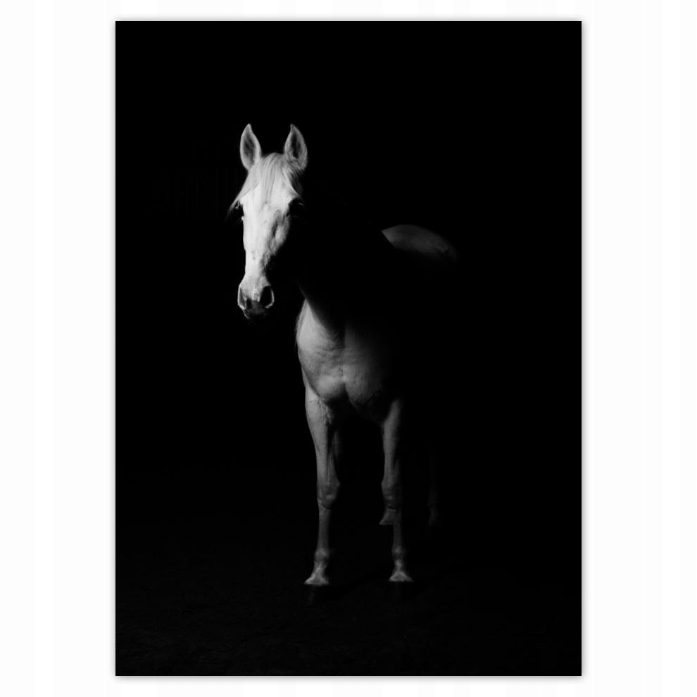 

Naklejki 50x70 Koń w cieniu