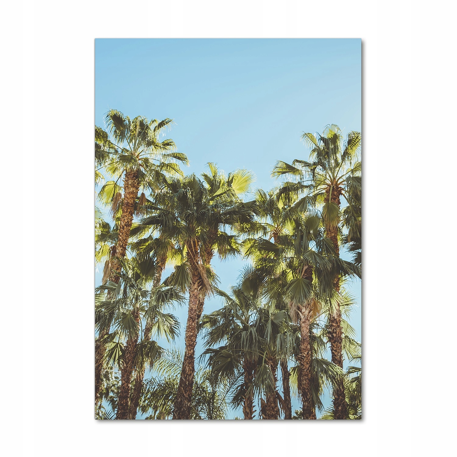 

Fotoobraz szklany na ścianę do salonu Palmy 70x100