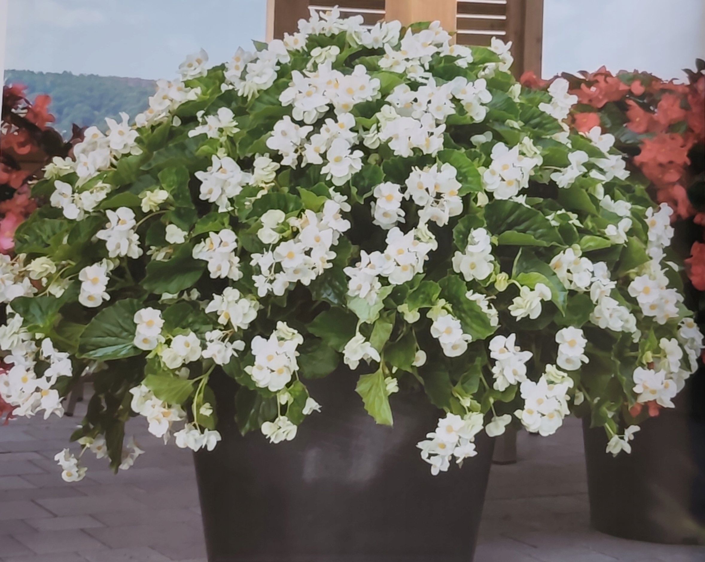 BEGONIA DRAGON WHITE BIAŁA SADZONKA