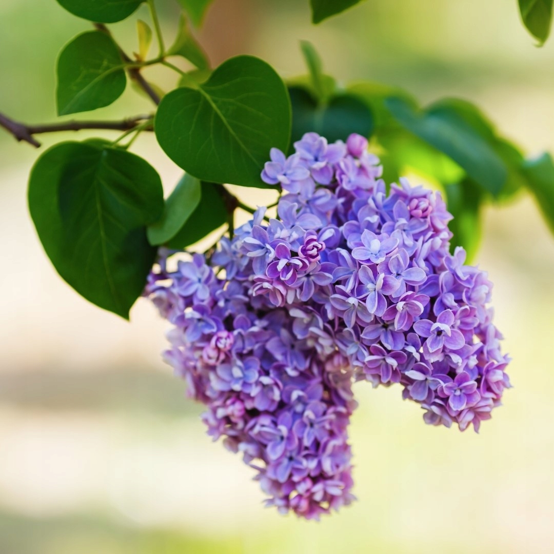 Zapach do świec sojowych wosku olejek zapachowy 10ml BEZ Pojemność 10 ml