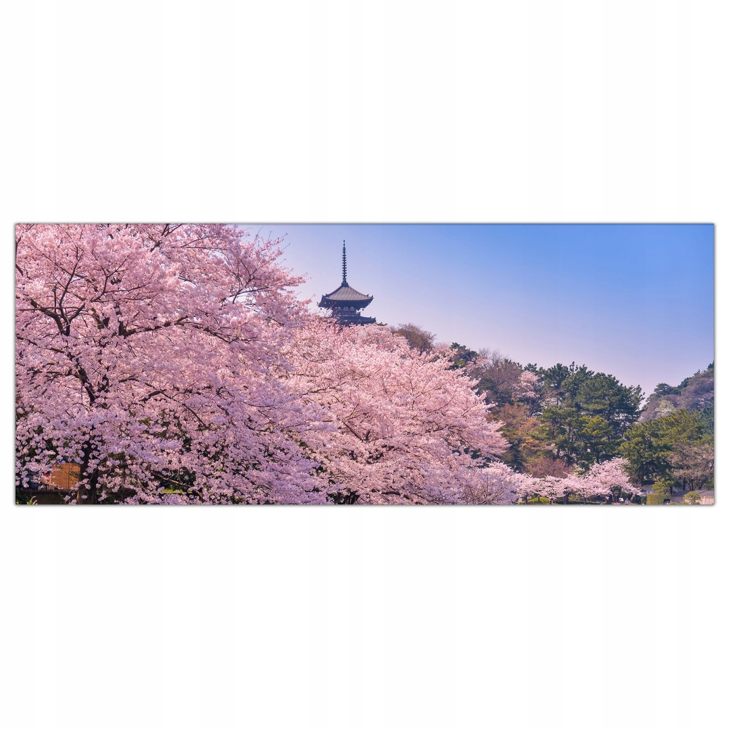

Obraz na szkle Foto Japonia Wiśnia Kwiaty 125x50