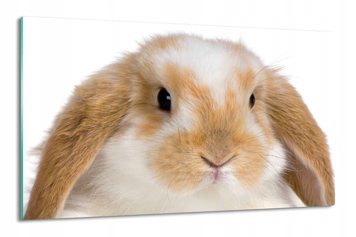 

osłona do kuchenki 80x52 ze szkła Królik zając