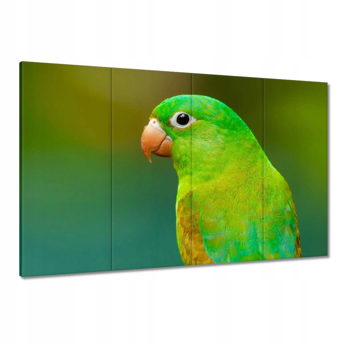 Obrazy 120x80 Papoušci Ptáčci