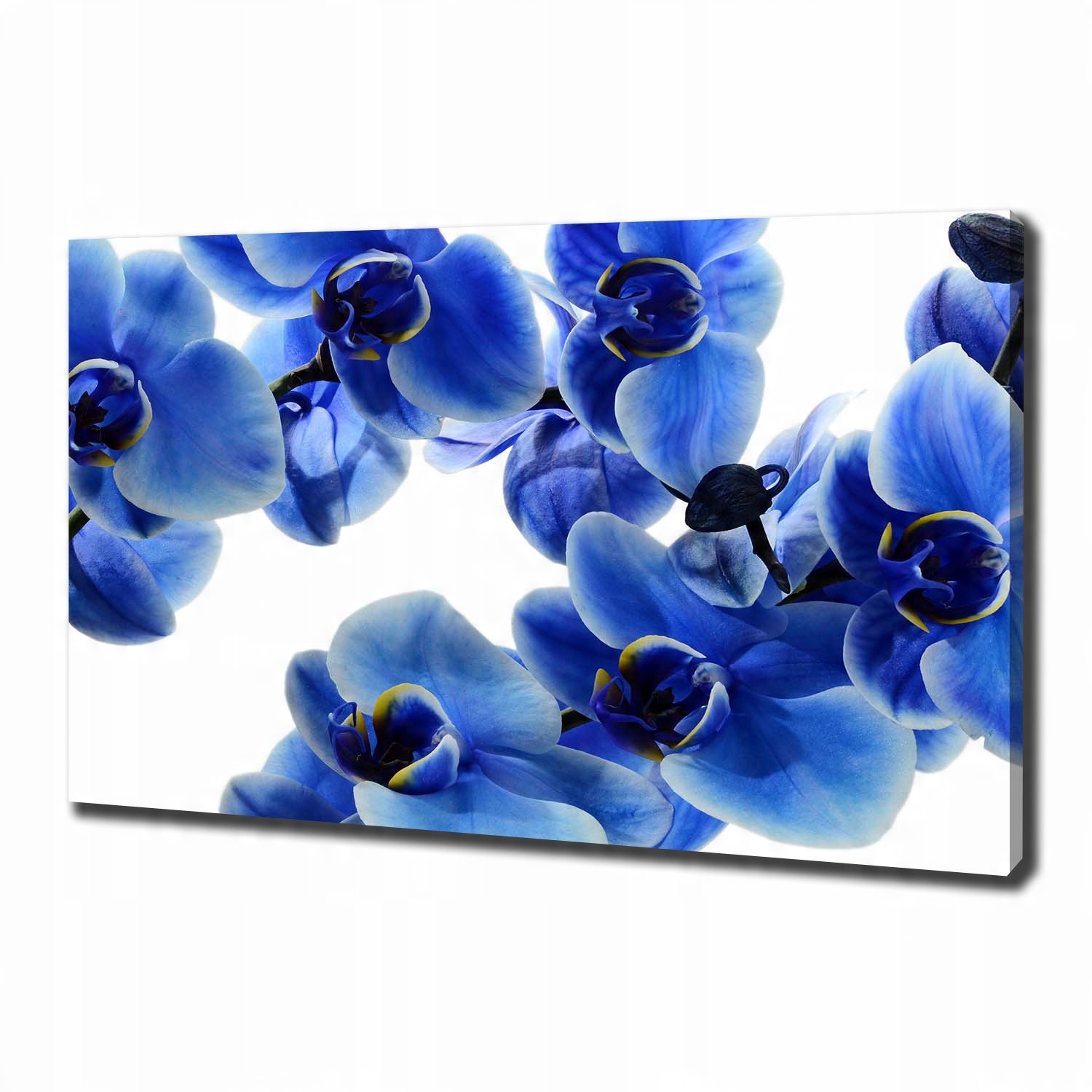 

Foto obraz na płótnie Niebieska orchidea 100x70 cm